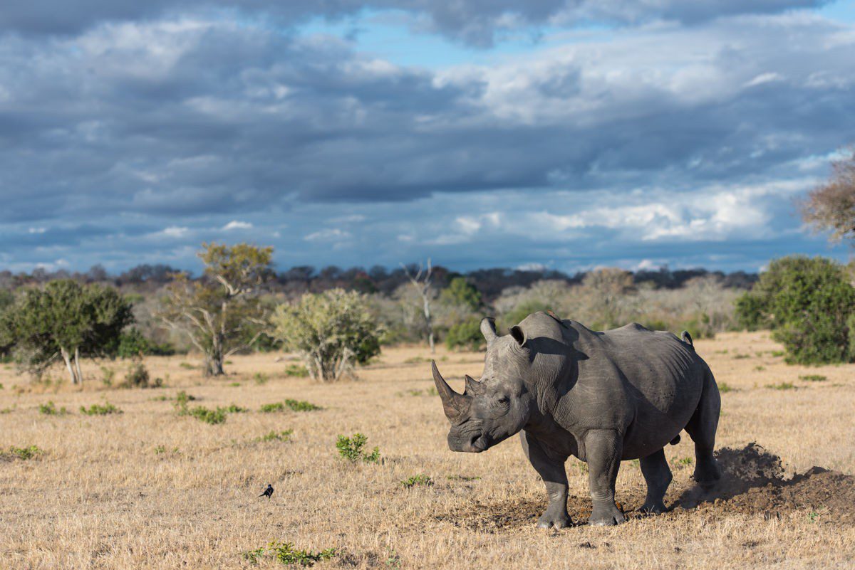 Sabi Sabi Game Reserve: Sabi Sands Lodges | Kruger National Park