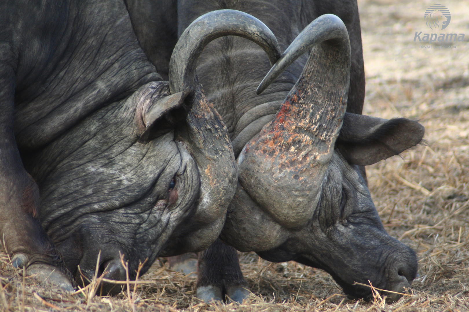 Kapama Buffalo Camp 7