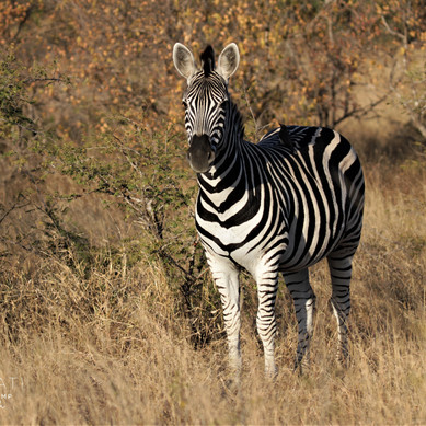 Thabamati Luxury Tented Camp - Greater Kruger National Park