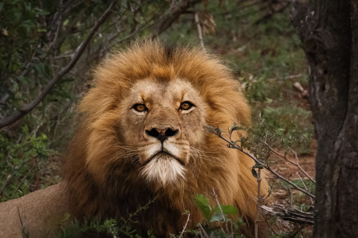 Shiduli Private Lodge - Kruger Private Reserves - South Africa