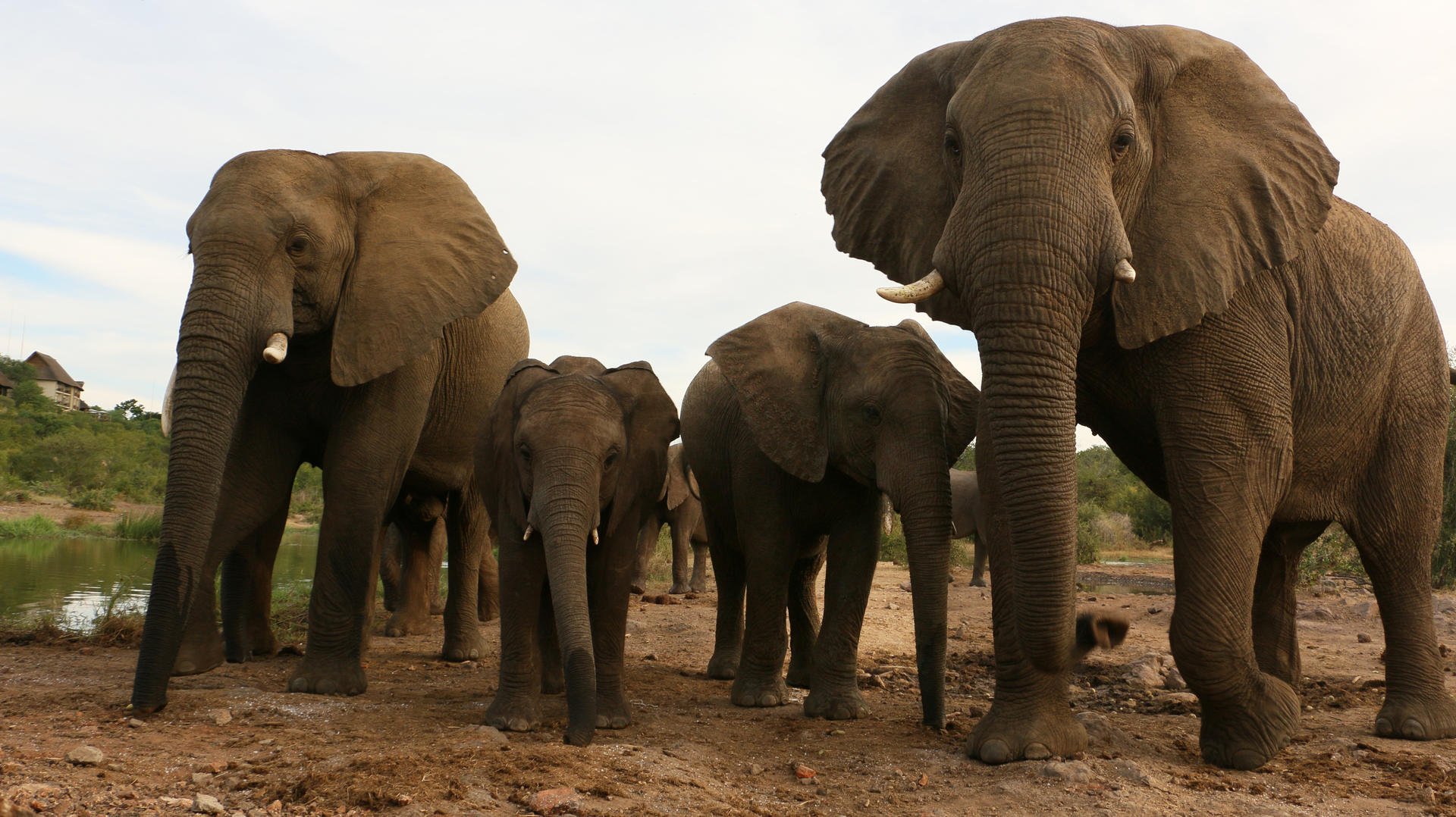 Victoria Falls Safari Lodge Zimbabwe 1