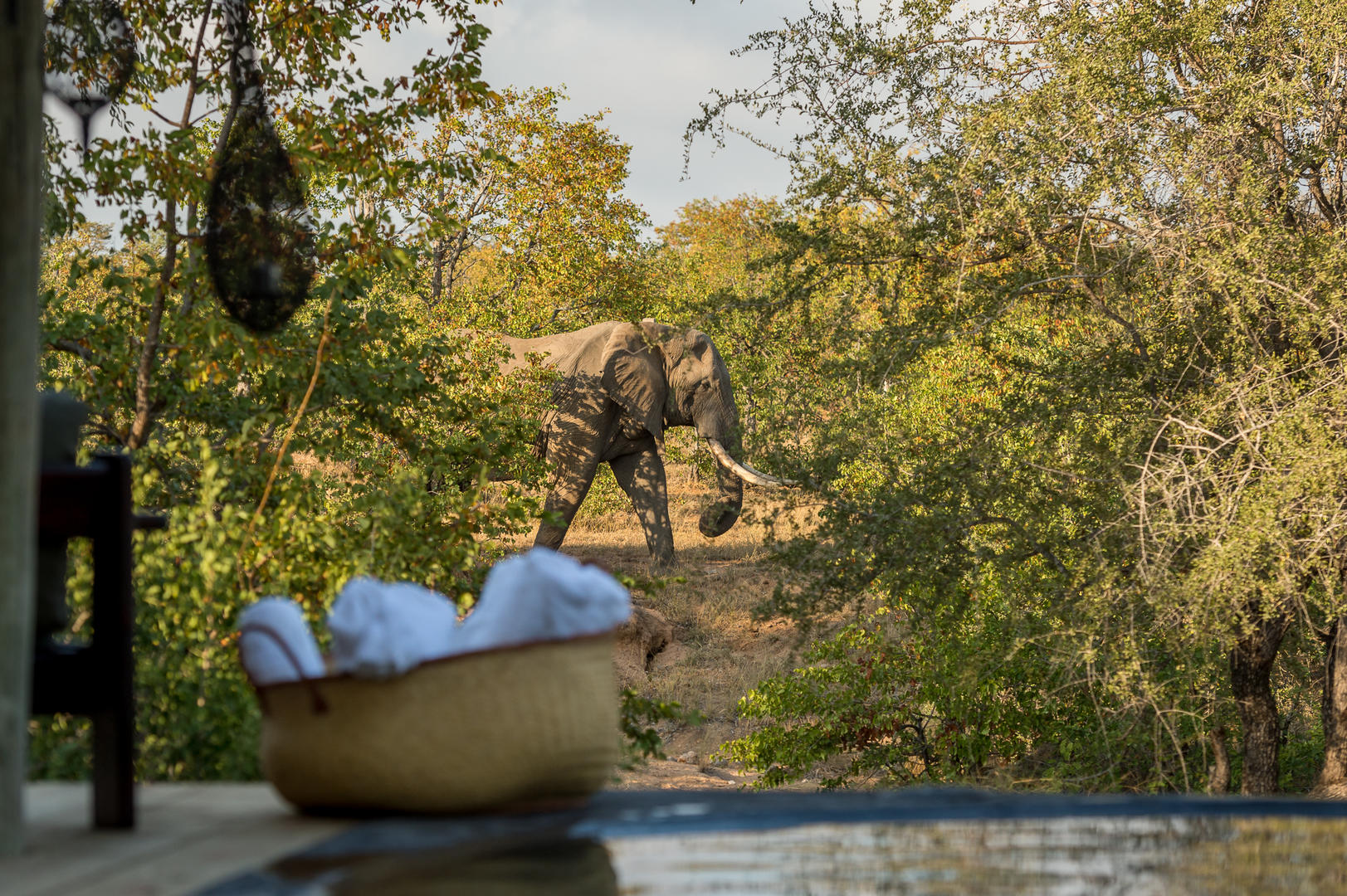 Nsala Wilderness Safari Camp - Kruger National Park