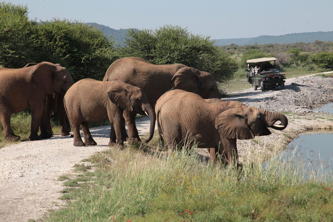 buffalo ridge and elephant family