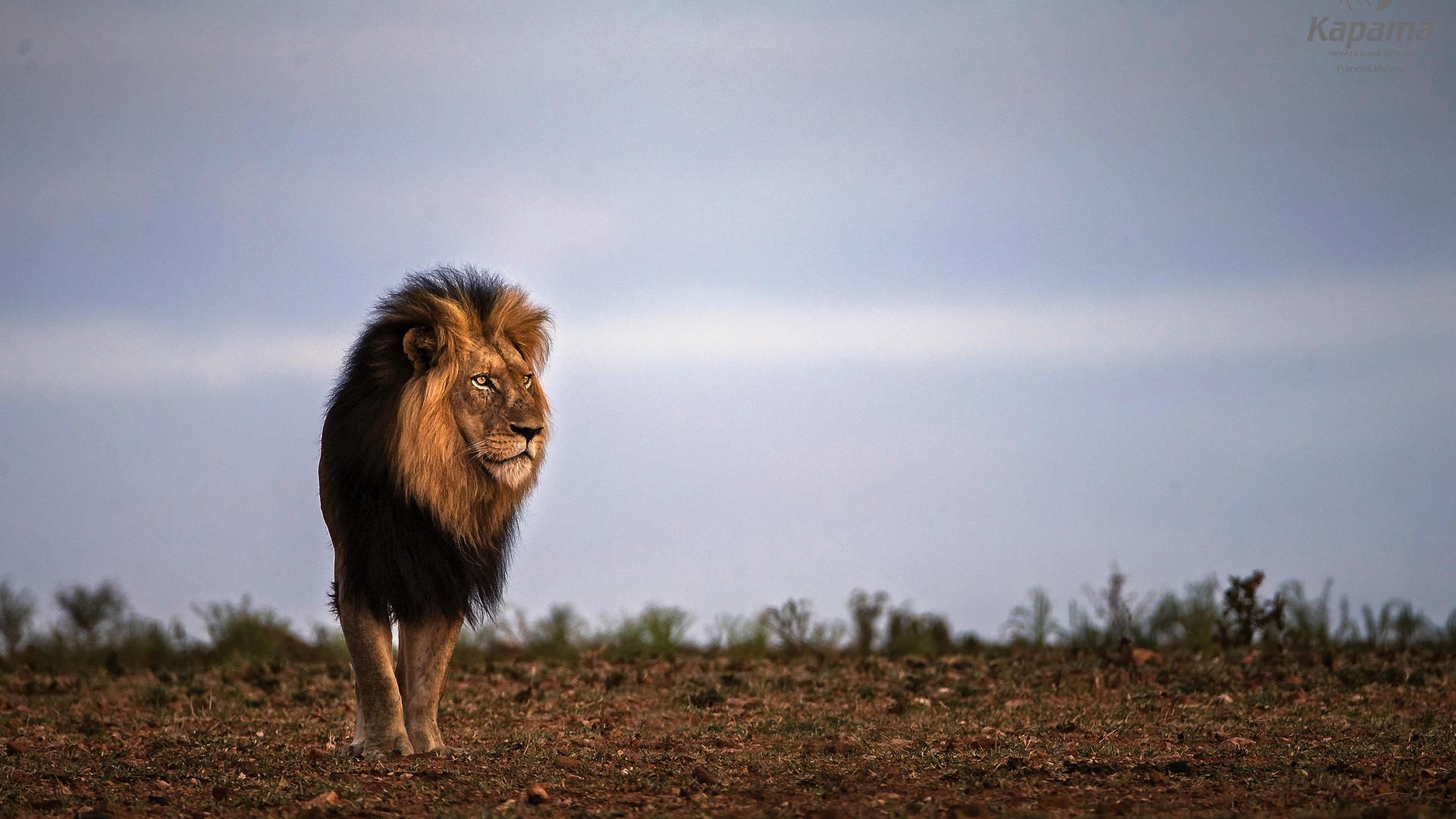 buffalo ridge safari lodge lion