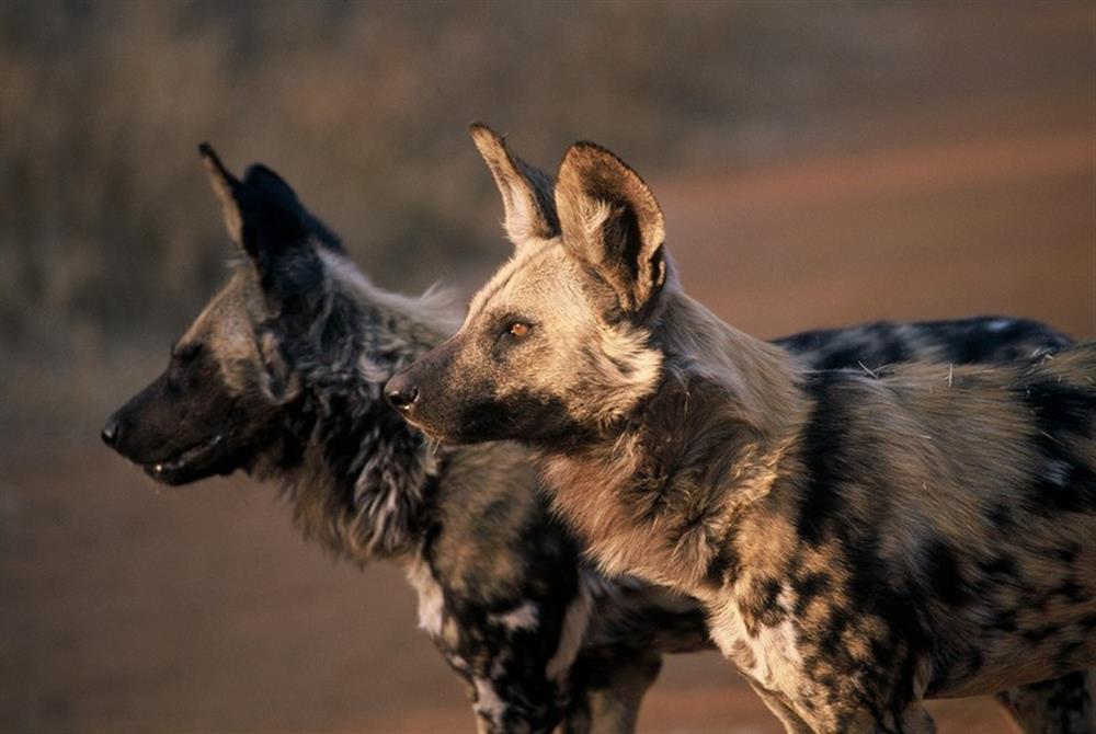 buffalo ridge safari lodge wild dog