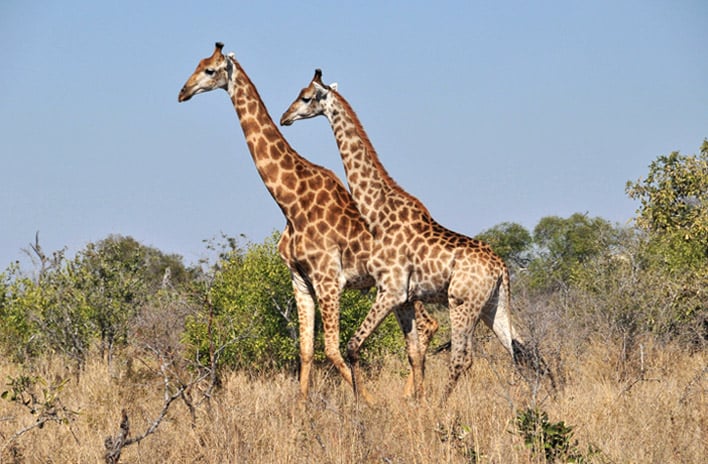 thakadu giraffes