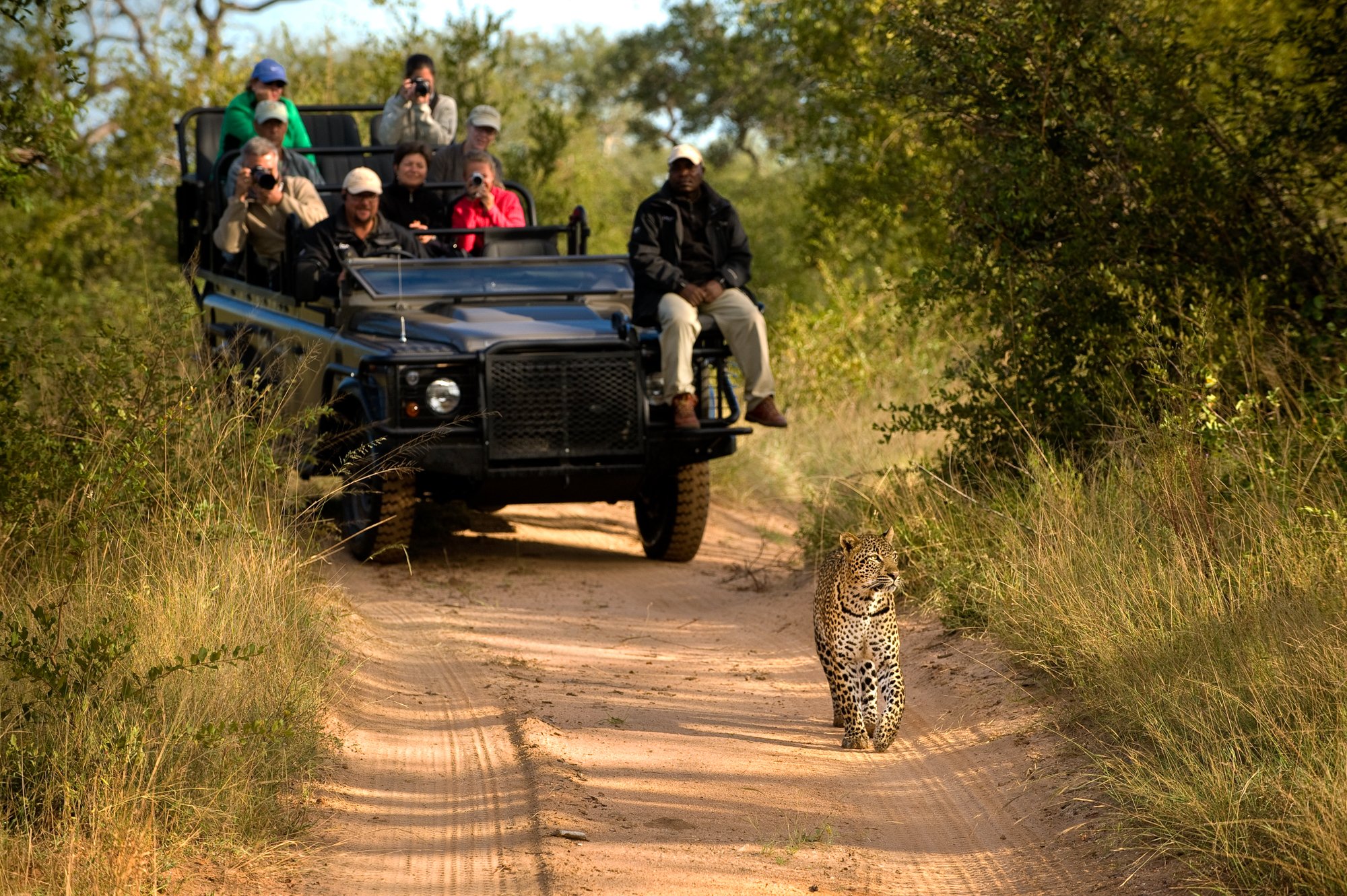 sabi sands lodges reservations   safari game drive   sabi sand private game reserve