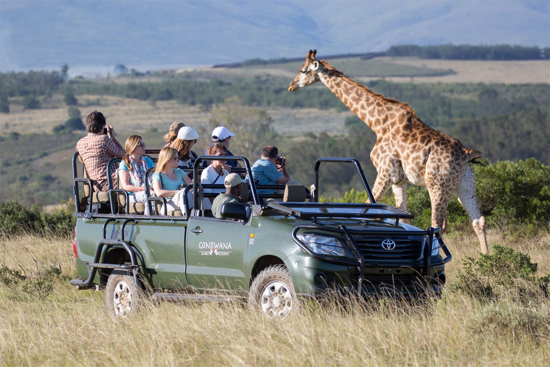 Game Drive Giraffe