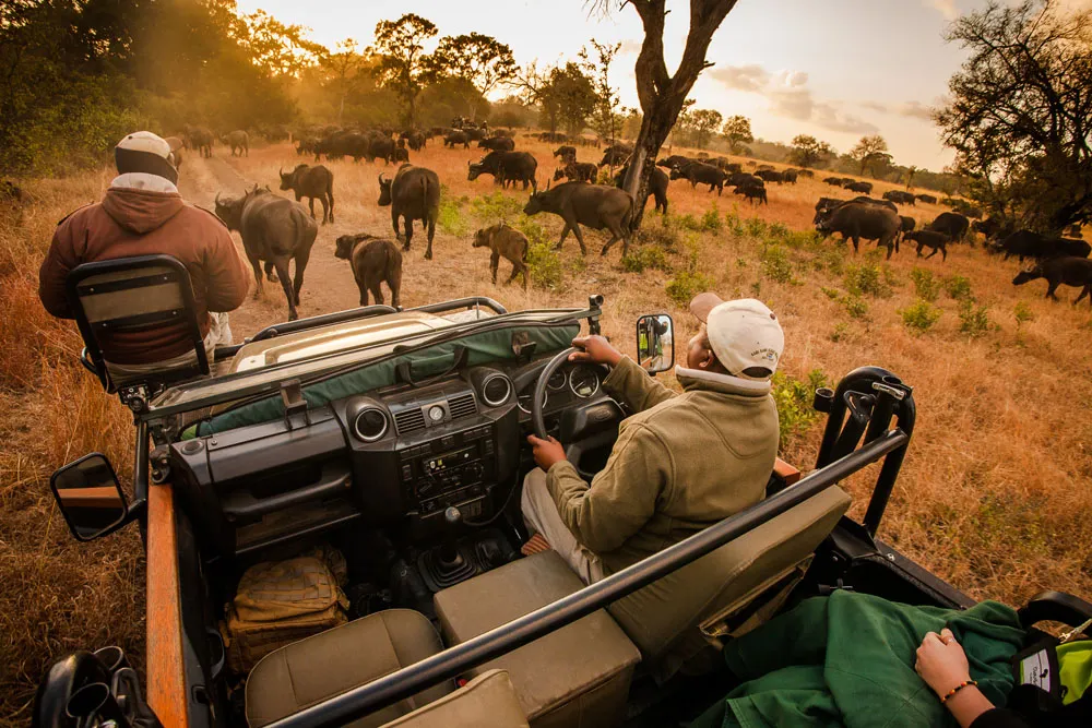 Sabi Sabi Game Drive