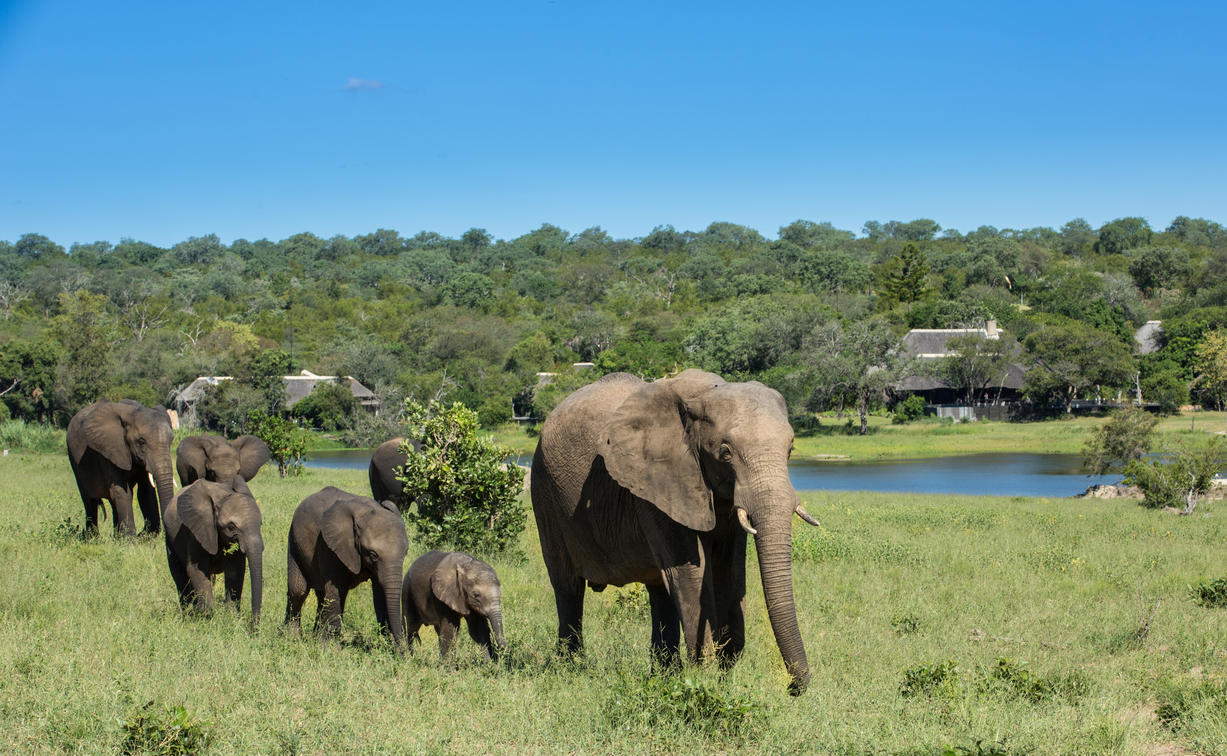 sabi sands lodges elephants bookings reservations water