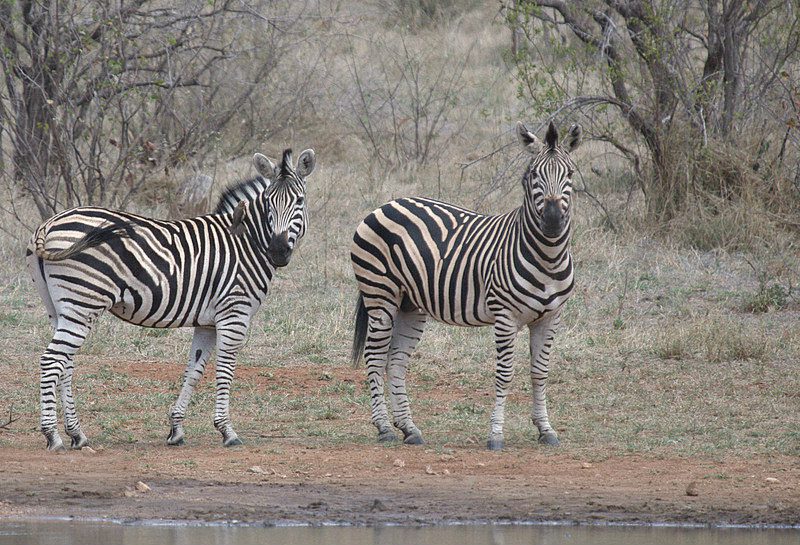 senalala safari lodge zebras