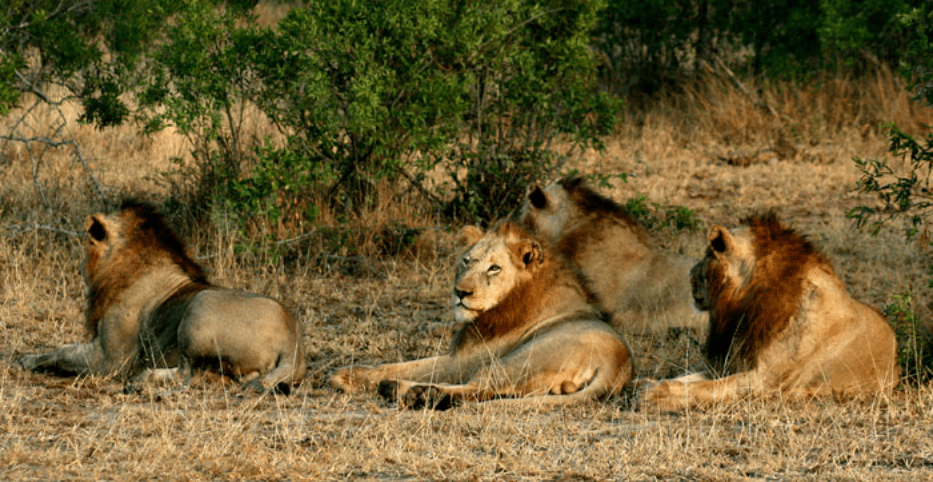 The Majingilane Lion Coalition - Sabi Sand Private Game Reserve